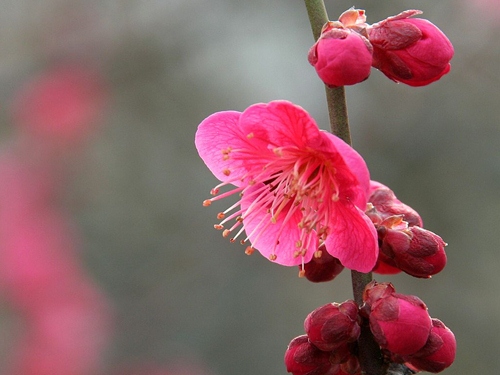 ume_007[1]_R.jpg
