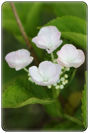 大乗寺丘陵公園-18 オペラ 13.6.22