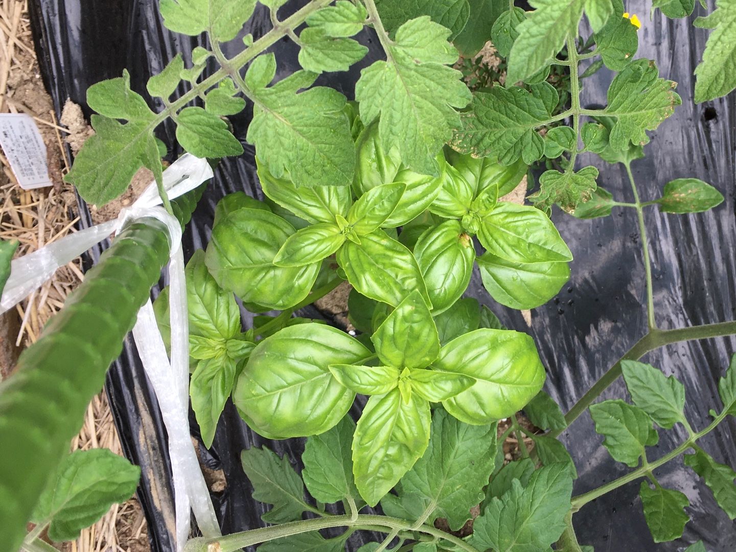 ハーブ ちょびの一坪菜園 楽天ブログ