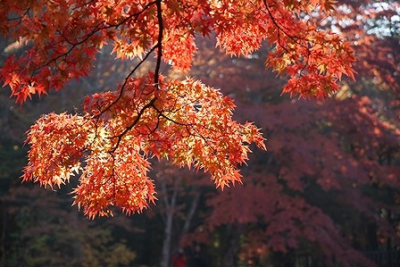 DSC02458.jpg