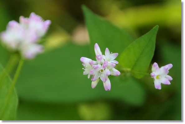 鳥越-7 ミゾソバ-2 15.10.14