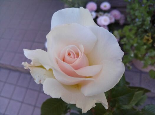 rblog-20140513214818-00.jpg