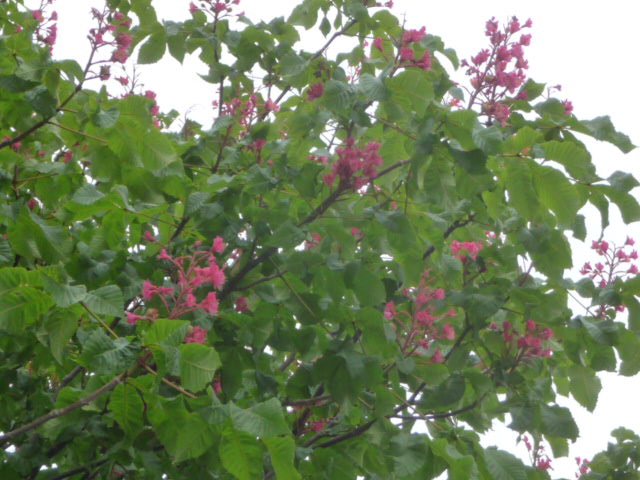 7 アメリカ紅花栃の木