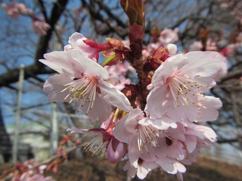 桜６.jpg