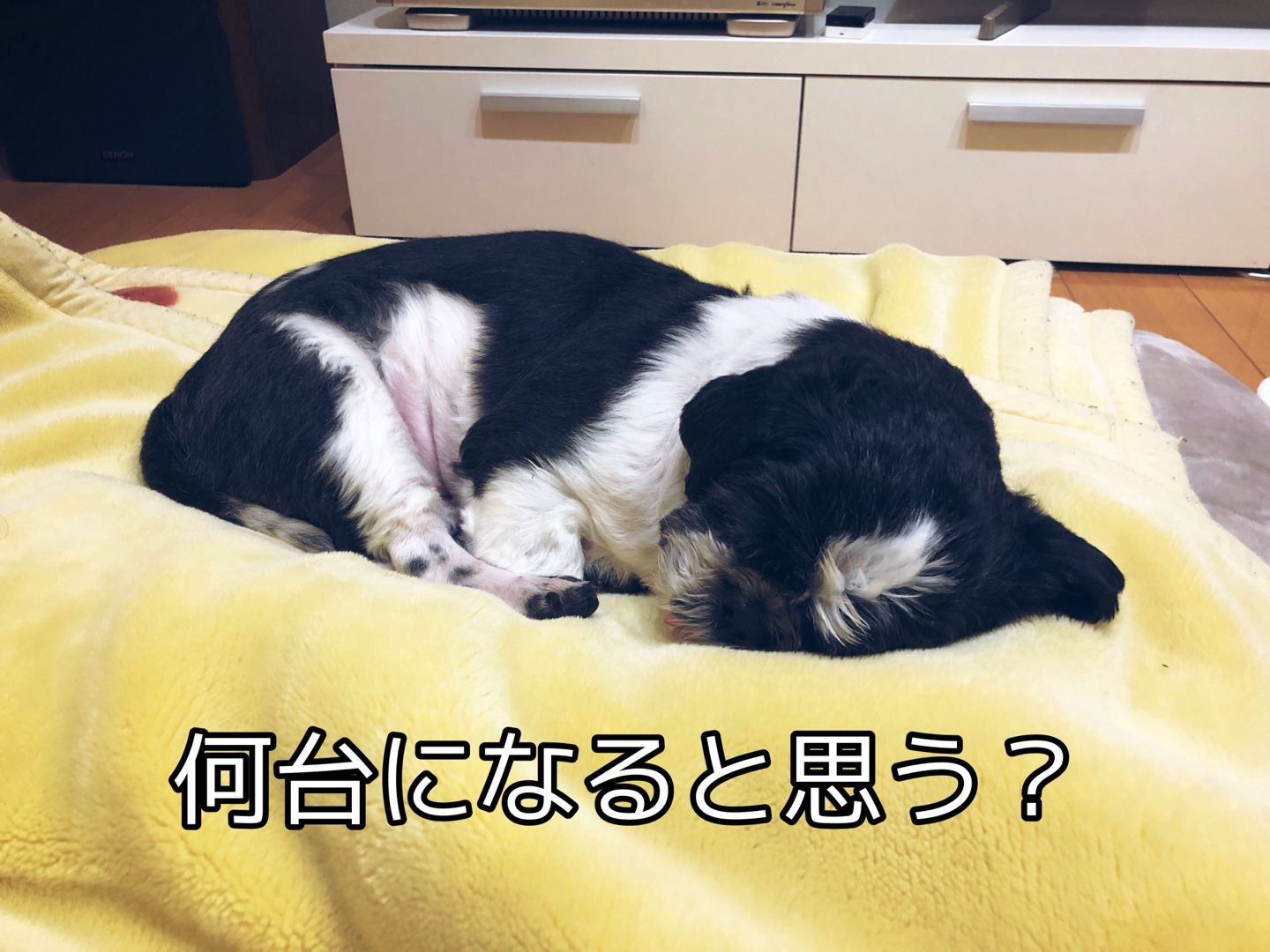 スマホどうする？ | ワンコのおうち - 楽天ブログ