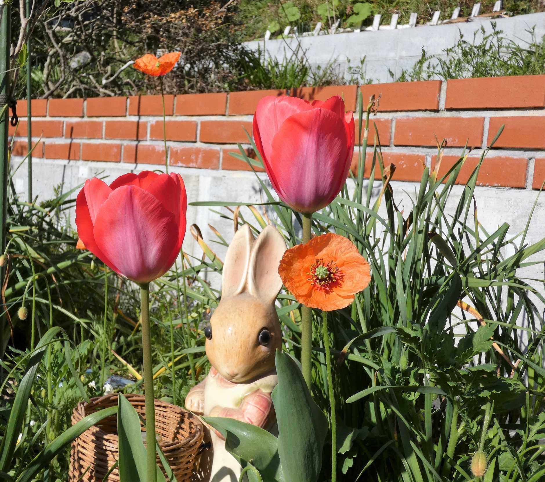 トトロ花壇とアリス花壇のチューリップたち すぷーん ガーデン 楽天ブログ トトロ花壇とアリス花壇のチューリップたち すぷーん ガーデン 楽天ブログ