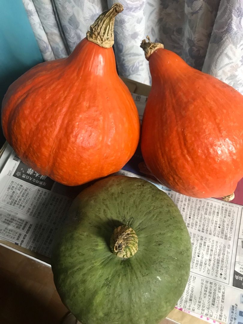 固定種 加賀野菜 打木甘栗カボチャ 田中農業村 楽天ブログ 固定種 加賀野菜 打木甘栗カボチャ 田中農業村 楽天ブログ