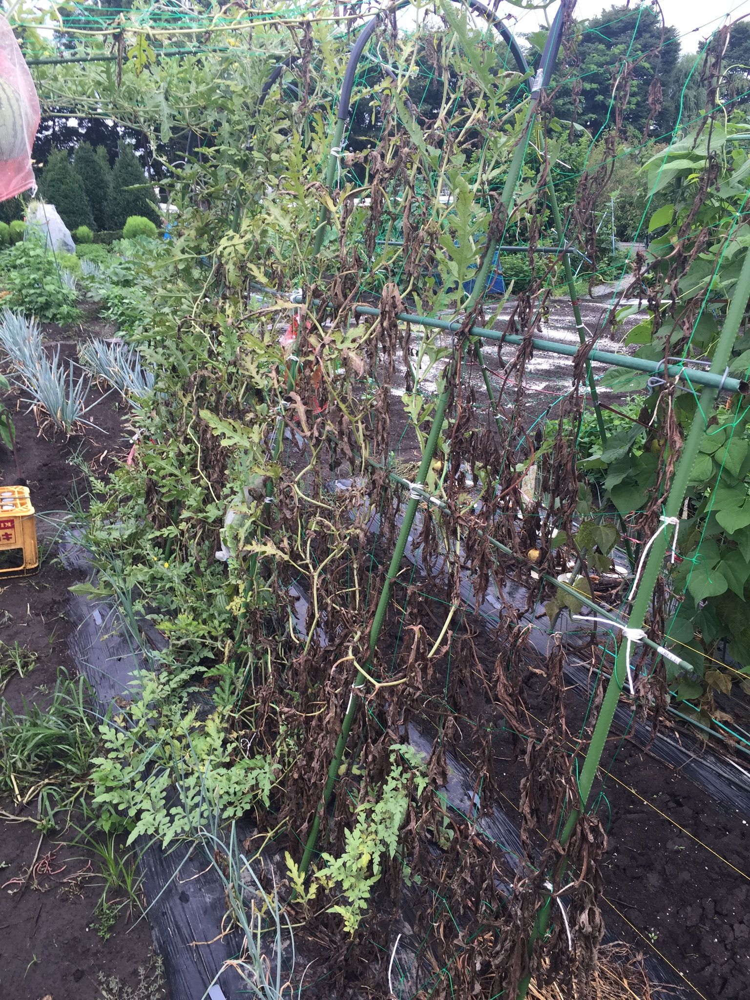 スイカ空中栽培 枯れが進んでます ちょろ松の家庭菜園奮闘記 楽天ブログ