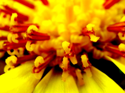 雄蕊の花粉