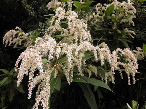 d prunus cornuta.jpg