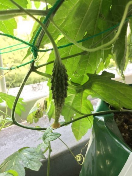 ゴーヤ 収穫まで何日 二若藤四郎の皮算用 楽天ブログ
