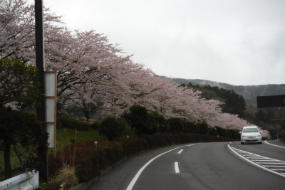 20150411東山湖桜