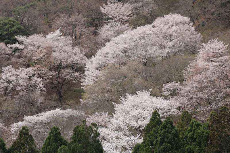 黒川桜の森_006.jpg