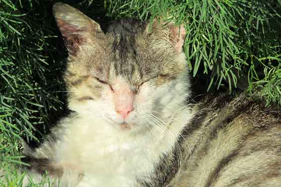 我が家のニャンコ♪2016/5/25-4