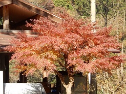 荒川キャンプ場