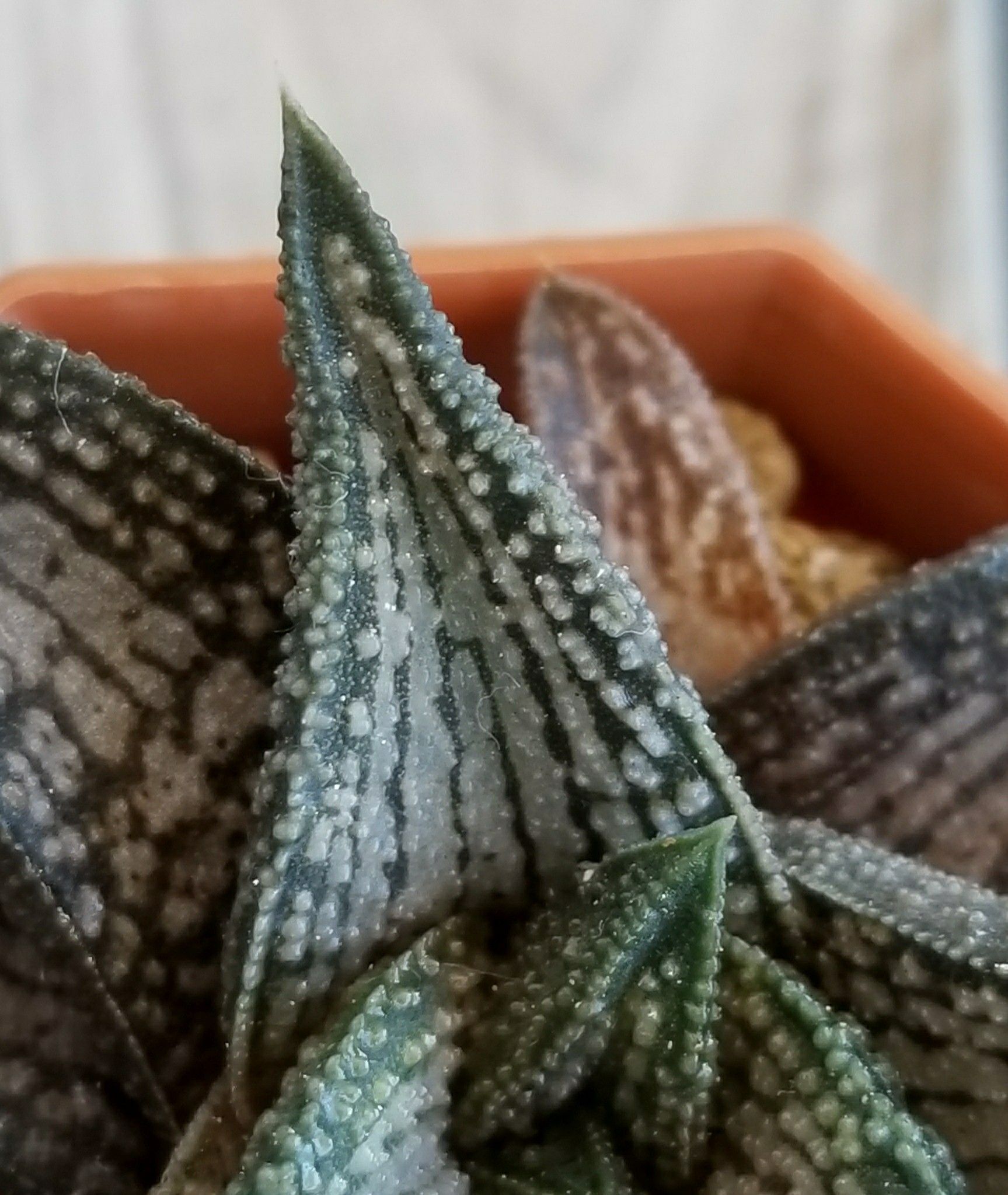 多肉植物 ハオルシア 李氏実生① コエルマニオルム×