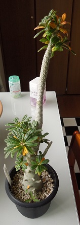 ドルステニアギガス9-22-1