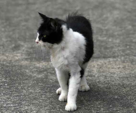 我が家のニャンコ♪2013/3/19-3