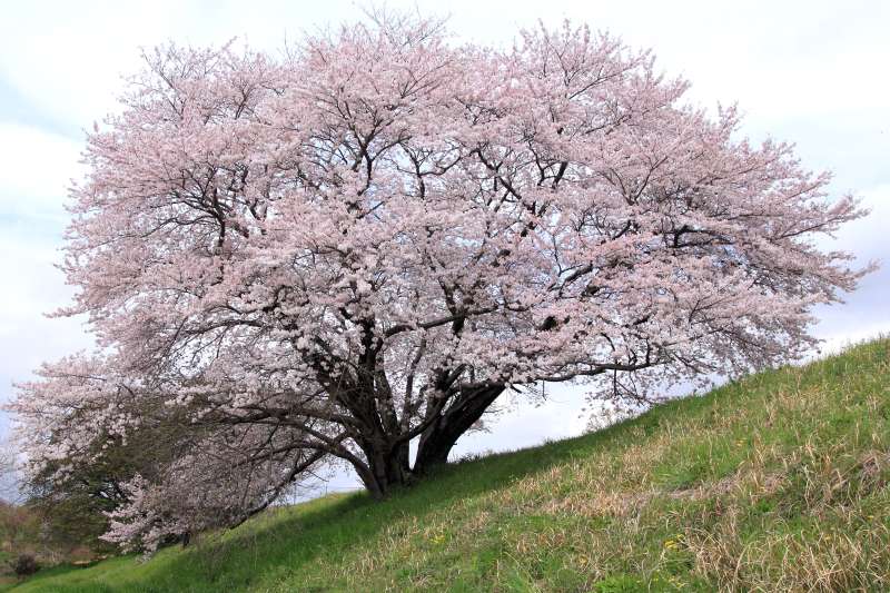 一本桜_004.jpg