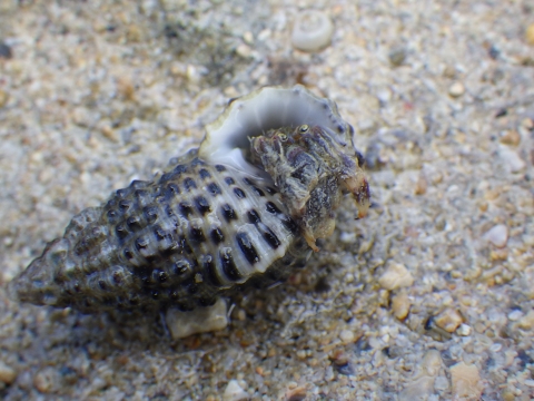 沖縄磯採集2017年9月下旬8　キカイホンヤドカリ（Pagurus angustus）