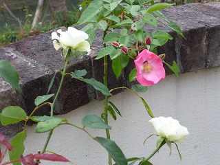 P1270767ss.jpg