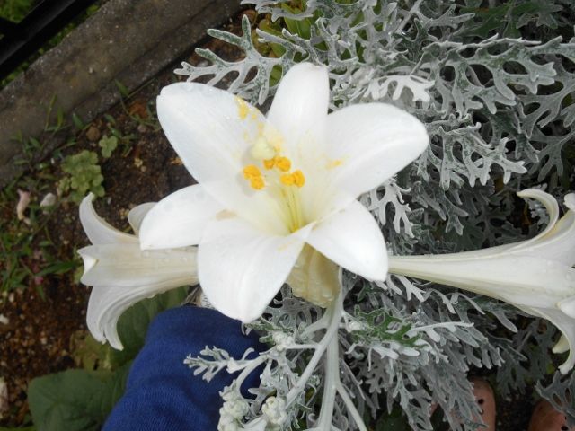 植えっぱなしのユリさんの開花 ウシッシ 華あそび 癒し隊との日々 楽天ブログ