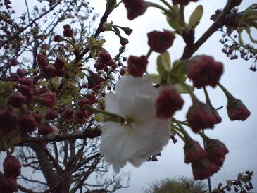 ４／２１早朝風景・八重桜のつぼみ.JPG