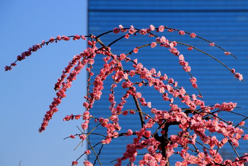 ２０１２大阪城梅林_8-B.jpg