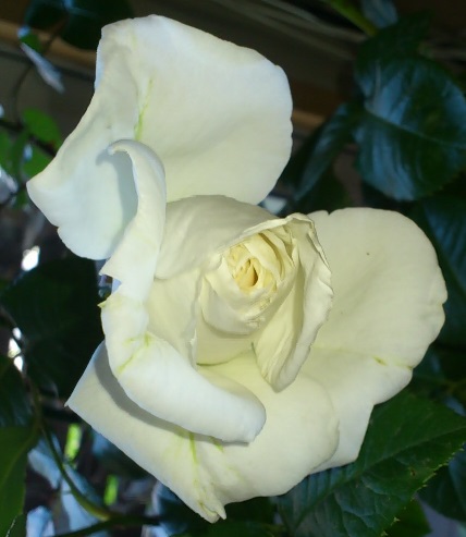 DSC_3740.JPG