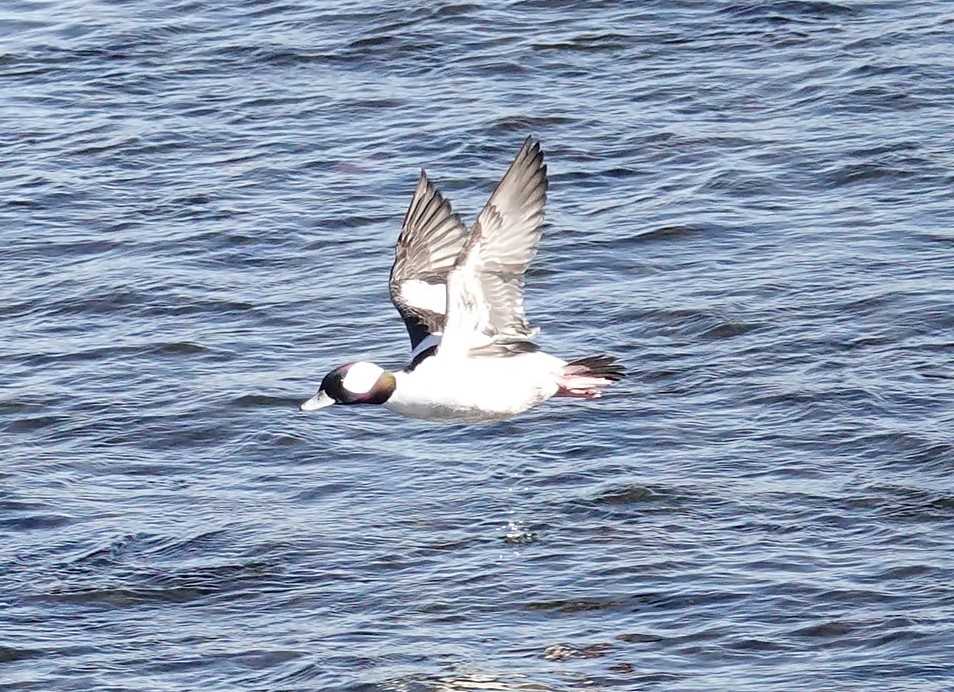 多摩川 ヒメハジロ(カモ科) 都立小宮公園・浅川散歩のブログ 楽天ブログ