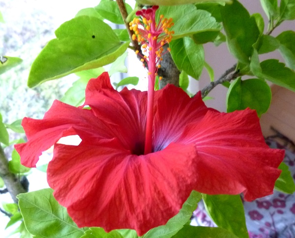 P1030104-001.JPG