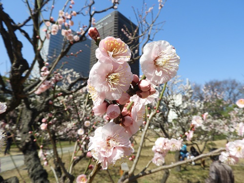 旧芝離宮恩賜庭園にて