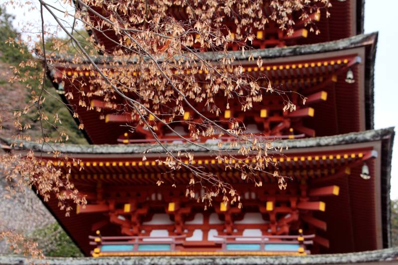 長谷寺・五重塔_002紅葉の実.jpg