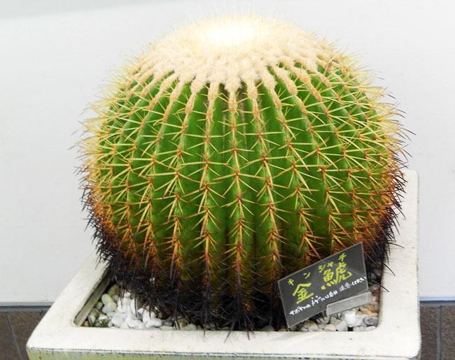 花６