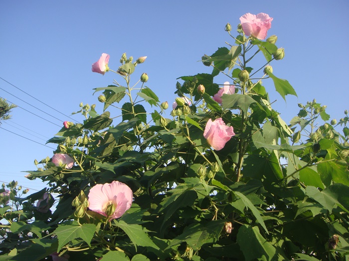 DSC09838.JPG