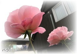 1511バラ2.jpg