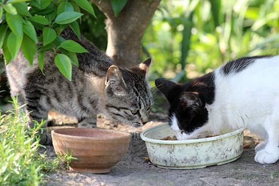 我が家のニャンコ♪2014/06/1-1