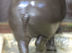 コビトカバ　ナツメ