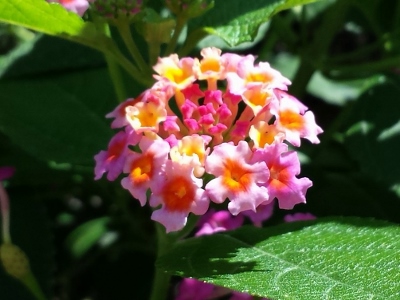 20160716_092856 (400x300).jpg