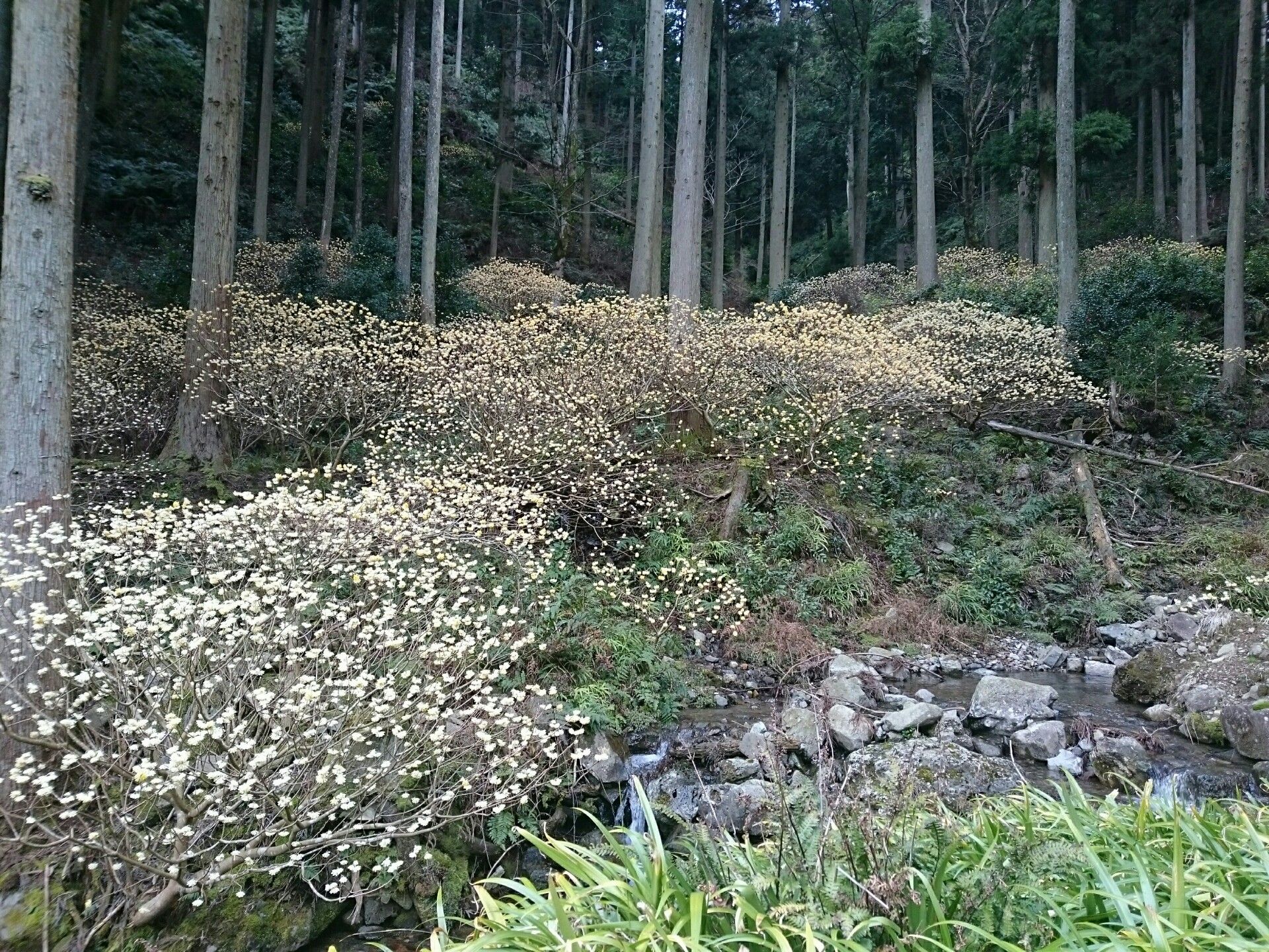 3/15/2020 花尾山(長門市)～ミツマタ観賞登山 | 野遊び日記 - 楽天ブログ