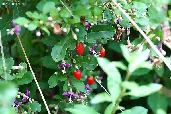 クコ（枸杞、ナス科）