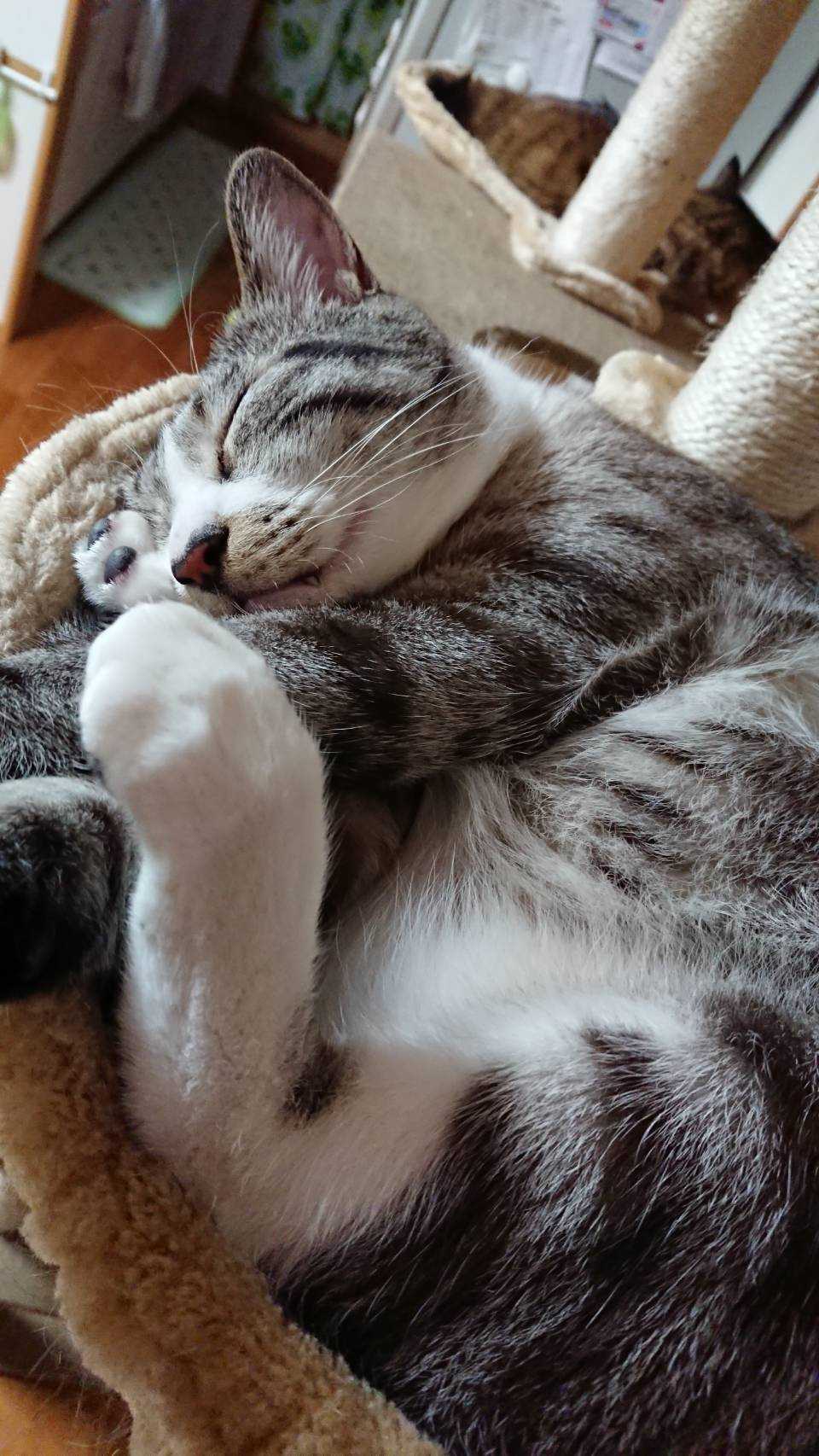 眠い猫ちゃん 猫と暮らす楽しい生活 楽天ブログ