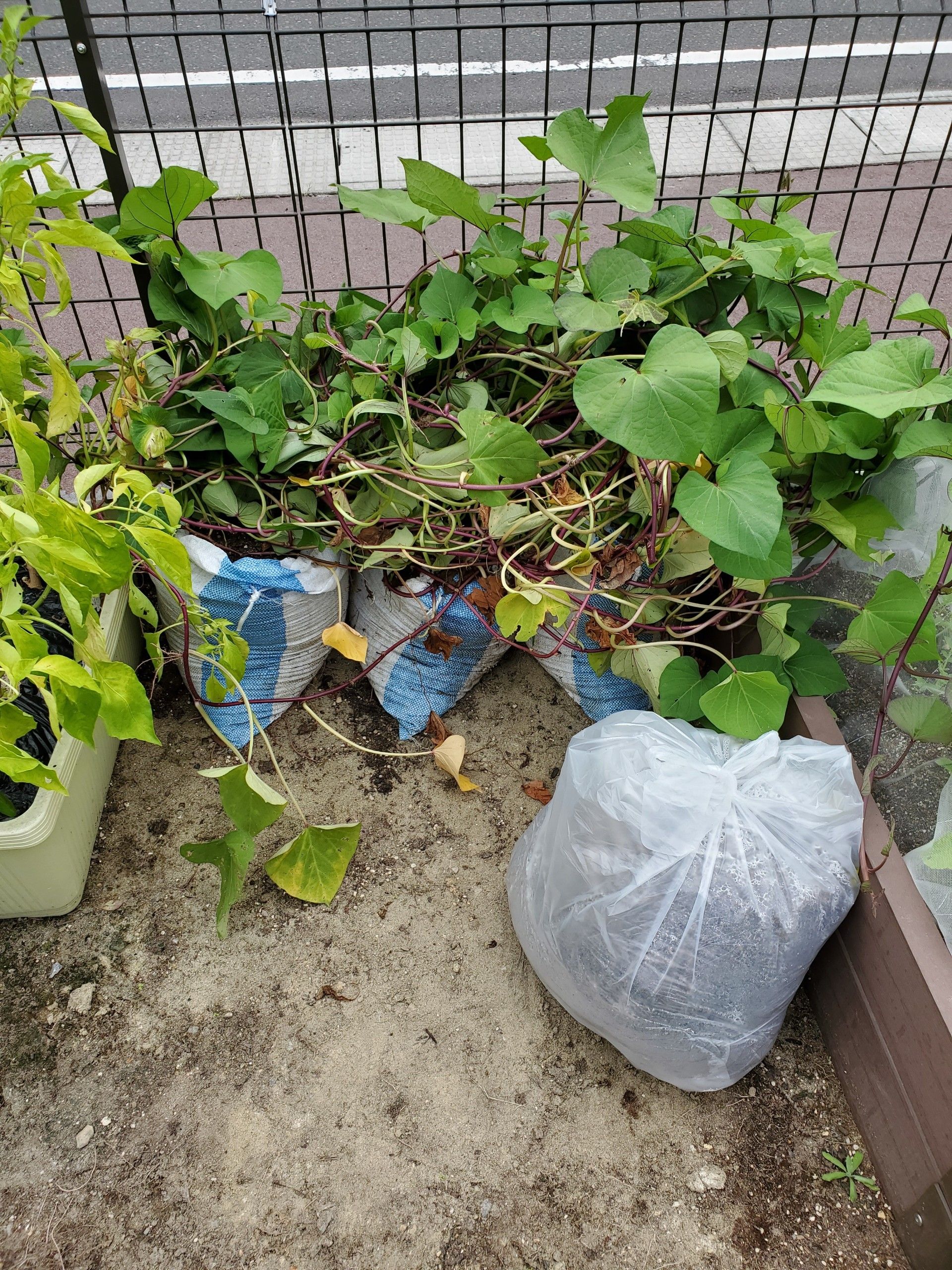 土嚢袋栽培のさつまいもの途中経過について ゆるふわgarden お野菜とお花たちと日々の出来事 楽天ブログ