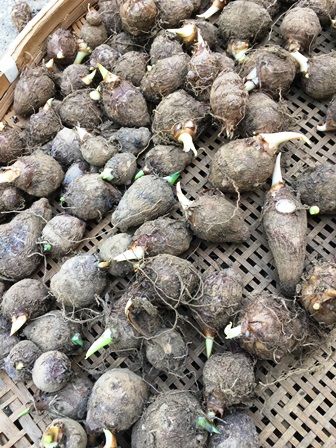 たけのこ芋 京芋 サトイモの植え付け Futtutyの菜園ブログ 楽天ブログ