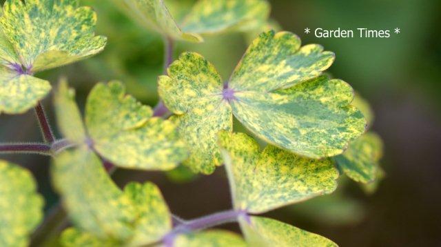 斑入りオダマキ