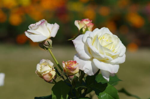 生田緑地ばら苑の秋薔薇