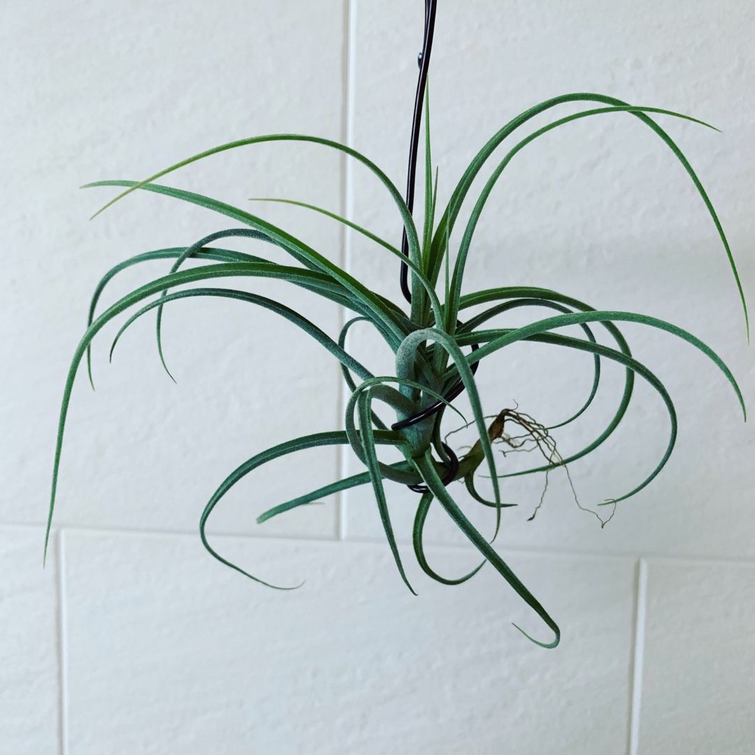 Tillandsia Wonga / チランジア ウォンガ | tillandsia（ティランジア