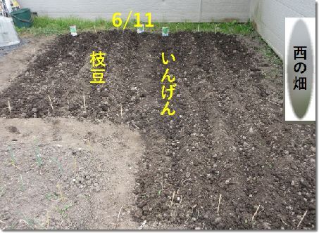 種まき 発芽 オクラの定植 道の駅スタンプラリー 季節の花 楽天ブログ