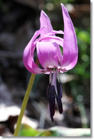 樹木公園-24 カタクリ-11 14.4.2