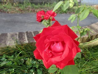 IMG_1426ss.jpg